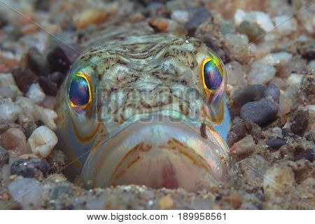 A Small Fish Comes Out Of Its Hole And It Showcases