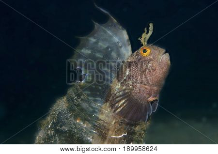 A Small Fish Comes Out Of Its Hole And It Showcases