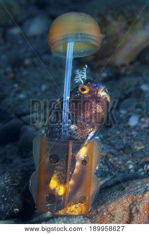 A Small Fish Comes Out Of Its Hole And It Showcases