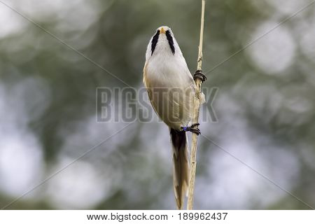 Male bearded tit (Panurus biarmicus). Close up nature image against blurred background with copy space.