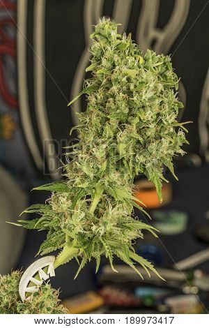 Aged Green Bloom Of Medical Marijuana With Color Background