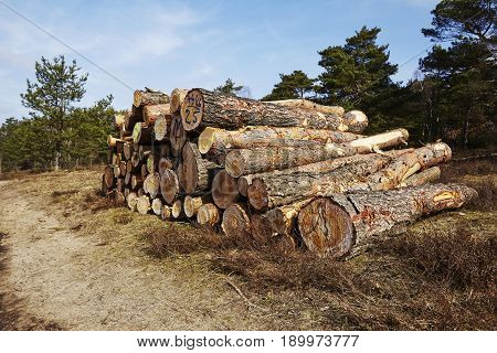 Forestry - Pile Of Tree Boles