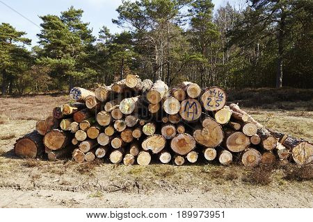 Forestry - Pile Of Tree Boles