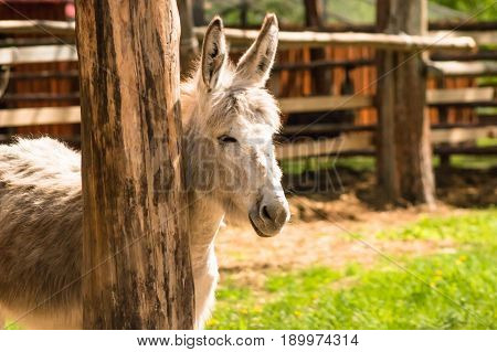 Young Mule Is Basking In The Sun Near A Wooden Pillar.
