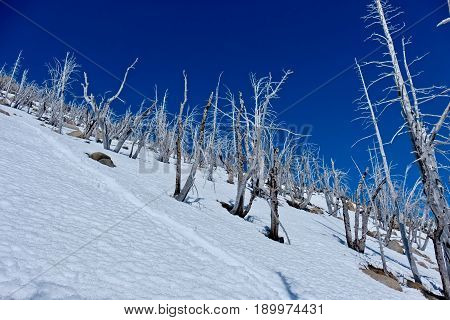 Trees on mountain top. Dead trees eaten by pine beetles. Icicle Ridge in Central Cascade Mountains. Leavenworth. Seattle. Washington. United States.
