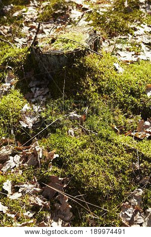 Mossy Stump