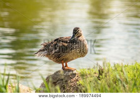 Duck With Clipped Wings Sitting On A Rock On The Shore Of A Pond.