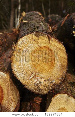 Forestry - Pile Of Tree Boles