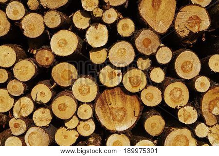 Forestry - Pile Of Tree Boles
