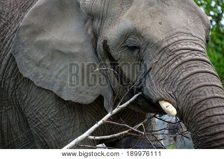 Elephants are large mammals of the family Elephantidae and the order Proboscidea. Two species are traditionally recognised, the African elephan and the Asian elephant