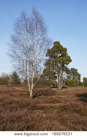 Trees Into Heathland In Spring