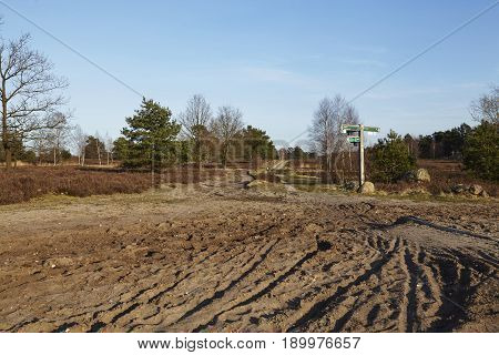 Sandy Path Leads Into A Heathland