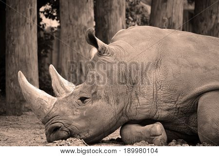 Rhinoceros also known as rhino, is a group of five extant species of odd-toed ungulates in the family Rhinocerotidae. Two of these species are native to Africa and three to southern Asia.