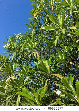 fresh green cerbera odollam tree in nature garden