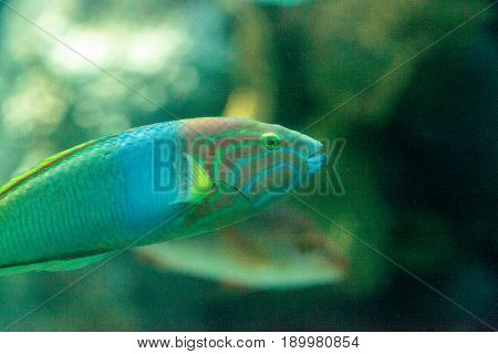 Moon Wrasse Fish Thalassoma Lunare