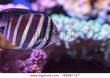 Sailfin Tang Zebrasoma Veliferum