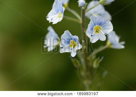 Flowers of a Gentian speedwell (Veronica gentianoides)