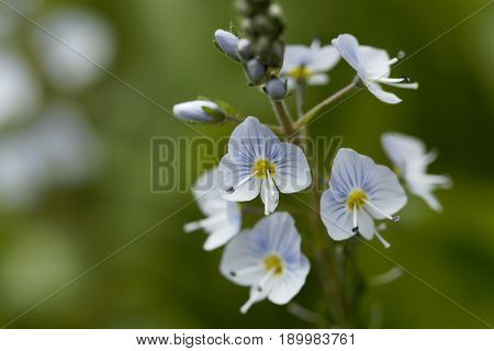 Flowers of a Gentian speedwell (Veronica gentianoides)