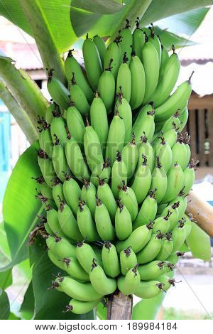 Banana Tree With A Bunch Growing In  Organic Farm,  In The North Of Thailand. The One Of The Famous