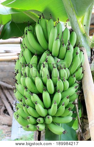 Banana Tree With A Bunch Growing In  Organic Farm,  In The North Of Thailand. The One Of The Famous