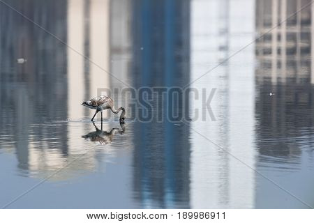 Lessor Flamingos in water with Reflection of Buildings
