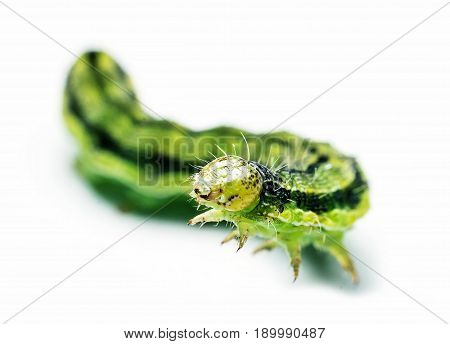 Green larva probably (Autographa gamma) isolated on white background macro photography