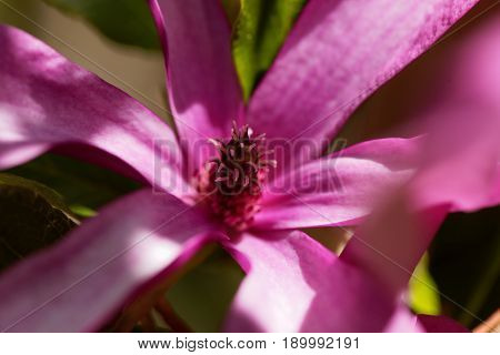 Detail of a Purple magnolia flower (Magnolia liliiflora)