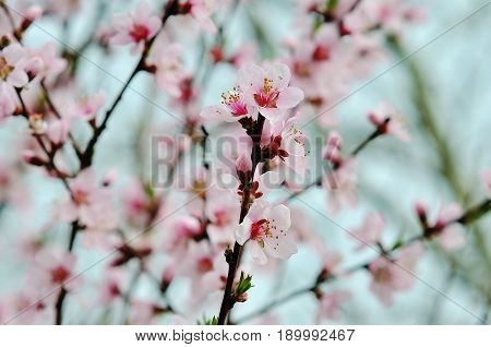 spring tree with pink flowers almond blossom on a branch on green background on blue sky