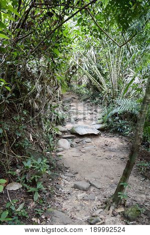 nature walkway in Khao Chamao , Rayong , Thailand