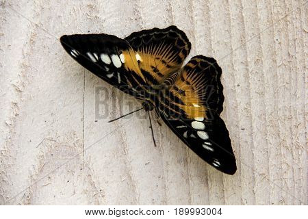 butterfly on flower closeup green summer time