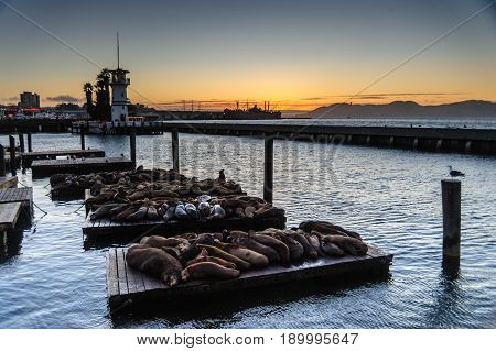 Seals resting at Fisherman's Wharf, near the famous Pier 39, in San Francisco, just after Sunset.