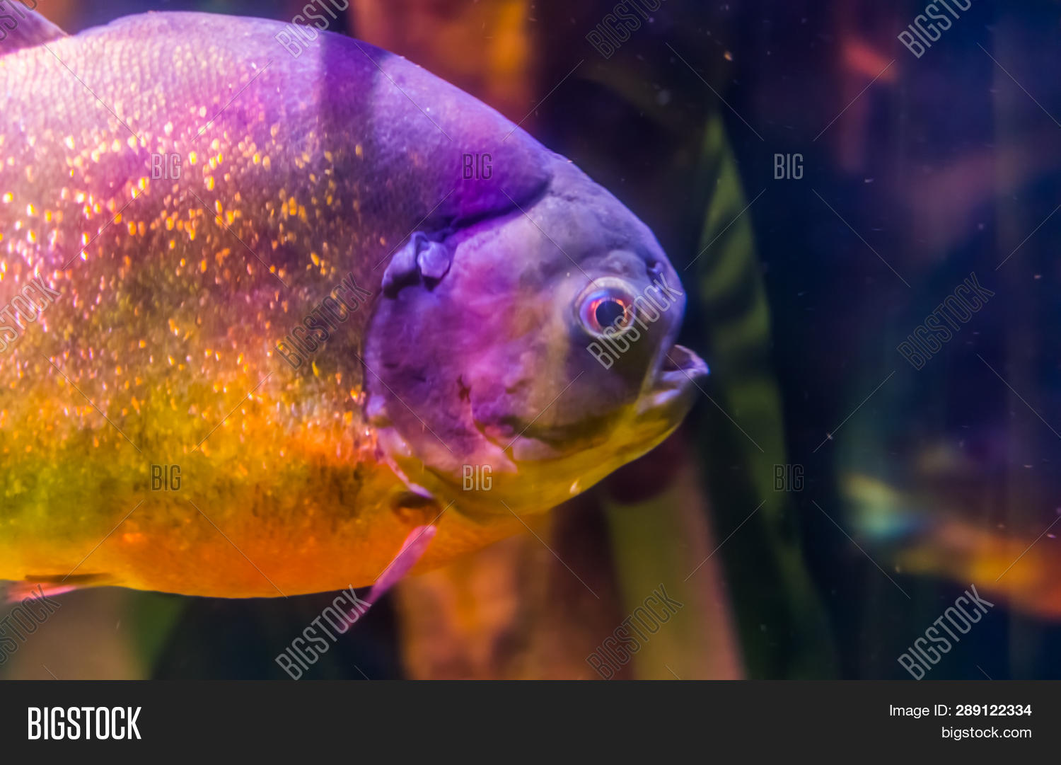 Face Red Bellied Image Photo Free Trial Bigstock