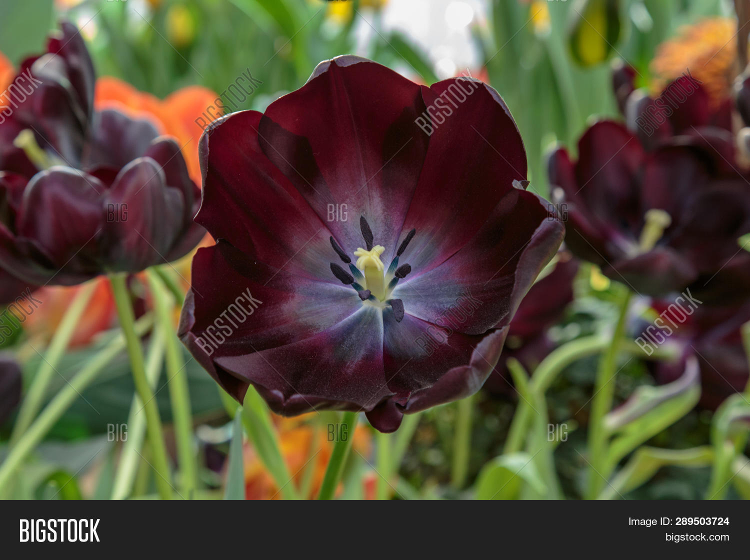 Black Tulip Flower. Image & Photo (Free Trial) Bigstock