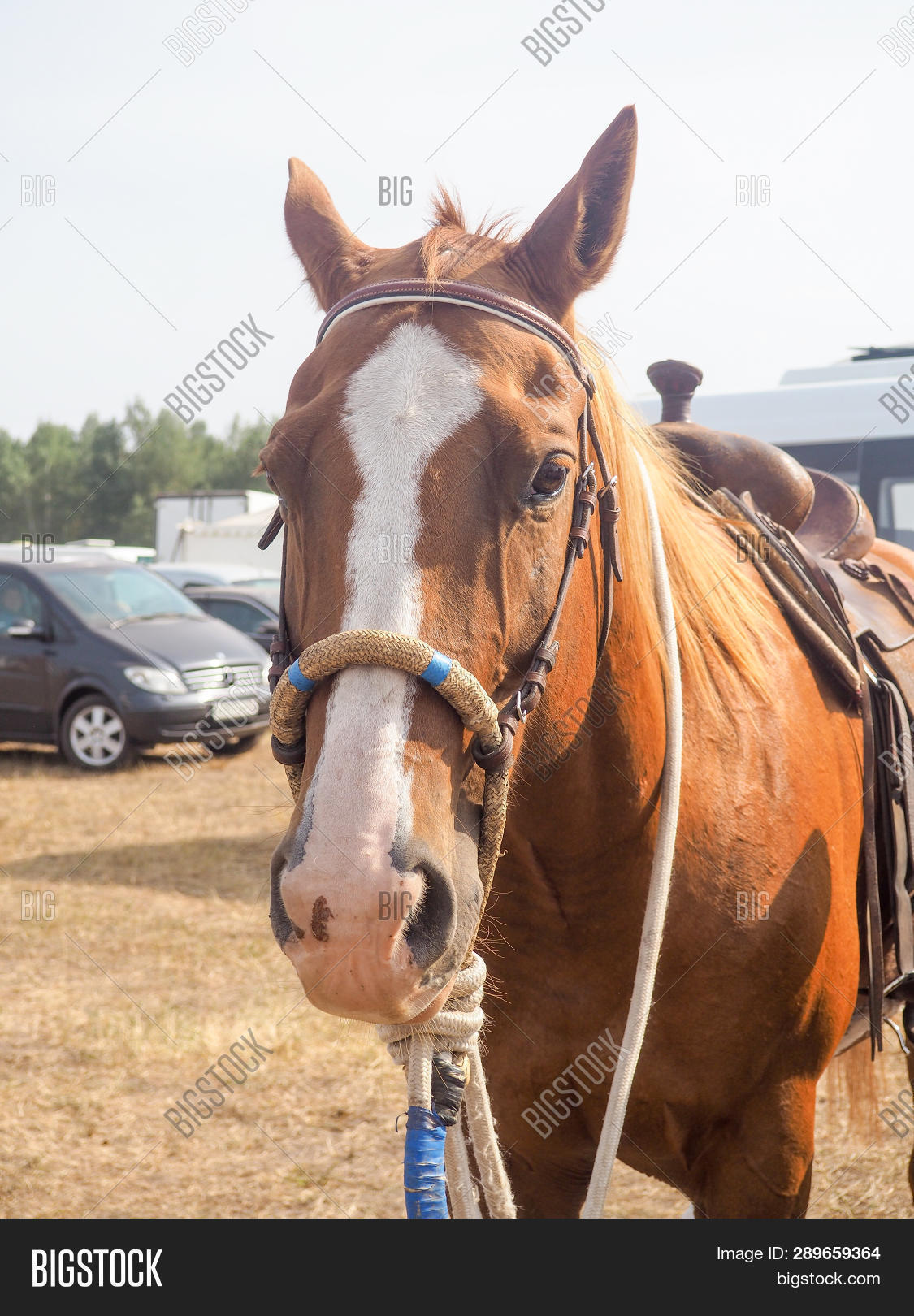 Brown Horse Head Reins Image & Photo (Free Trial) Bigstock