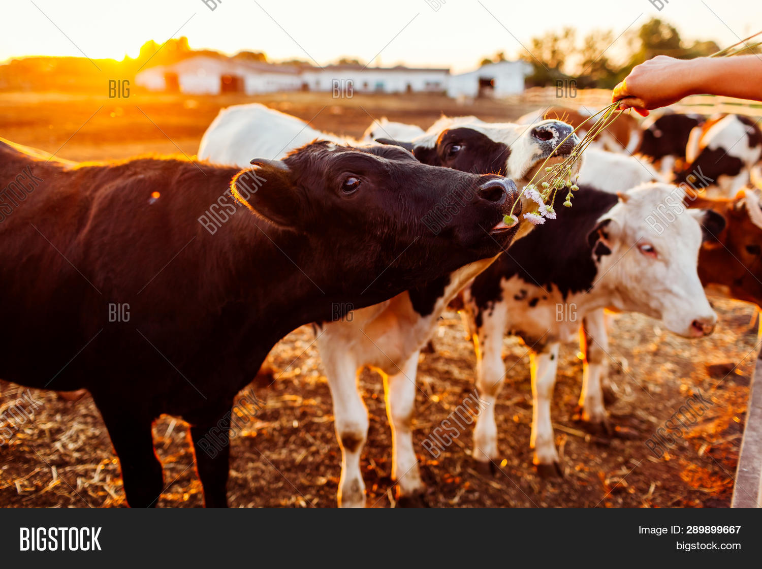 Farmer Feeding Cows Image & Photo (Free Trial) Bigstock