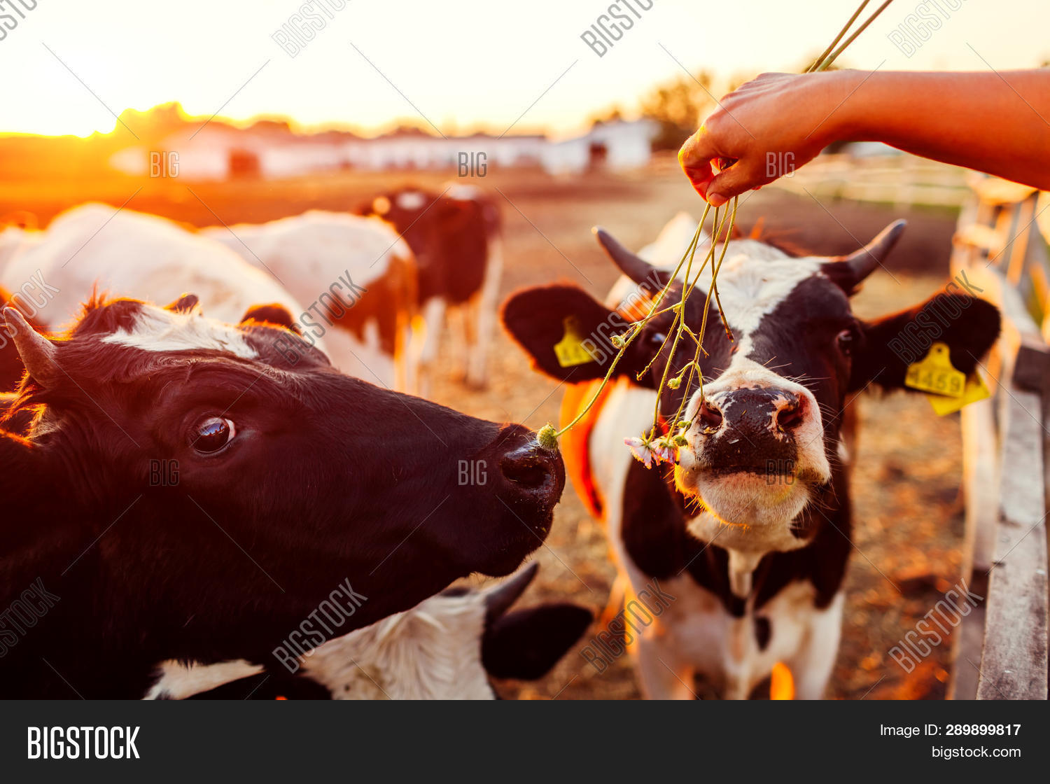 Farmer Feeding Cows Image & Photo (Free Trial) Bigstock