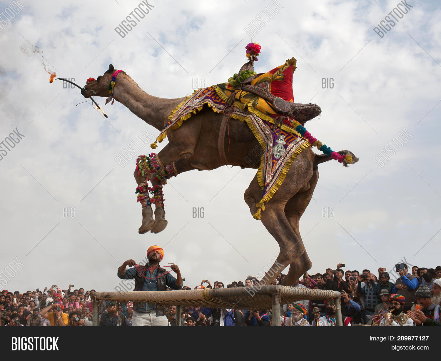 Верблюд бежит. Танец верблюдов. Фестиваль верблюдов в индии. Верблюд фестиваль в индии фестиваль. Танцующие верблюды.
