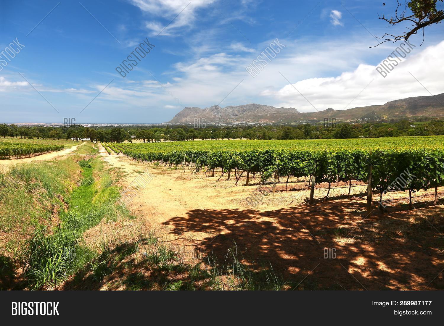 Wine Farms Cape Town Image & Photo (Free Trial) Bigstock