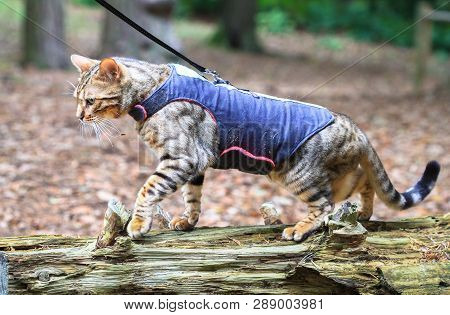 A Bengal Cat In A Harness Walks Across A Log In A Forest In Nesscliffe, Shropshire, England.