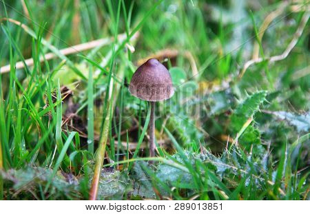 A Petticoat Mottlegill Mushroom (panaeolus Papilionaceus) Grows In A Grassy Field In Rural Shropshir