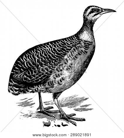 Red winged Tinamou is grey brown with blacker crown, vintage line drawing or engraving illustration.