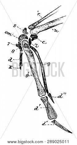 The Wing Bones of a Young Grouse is designed to show the composition of the carpus, vintage line drawing or engraving illustration.