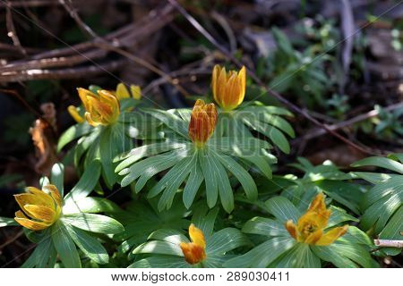 First Flowers. Eranthis Hyemalis Is A Plant Found In Europe.