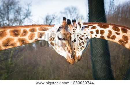 A Pair Of Rothchild's Giraffes (giraffa Camelopardalis Rothschildi) Touch Their Heads Together.