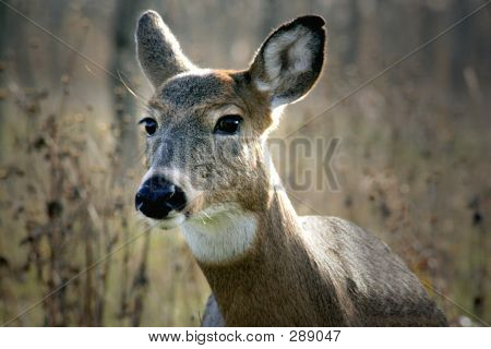 Whitetail Doe