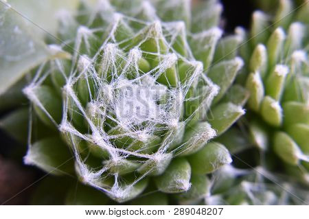 Close Up Of Star Spiderweb Cactus (sempervivum Arachnoideum)