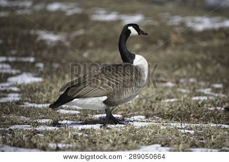 Canadian Geese Goose Near Lake St. Clair