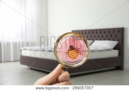 Woman With Magnifying Glass Detecting Bed Bugs On Mattress, Closeup