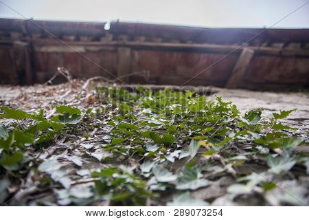 Abandoned House Overgrown With Poison Ivy In An Abandoned Village Slapnik In Region Goriška Brda, Sl