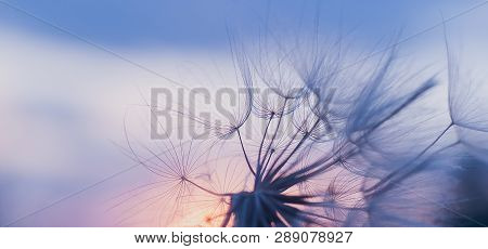 Dandelion At Sunset . Freedom To Wish. Dandelion Silhouette Fluffy Flower On Sunset Sky